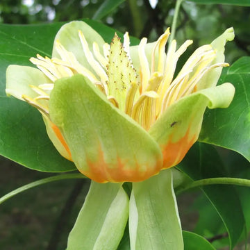 Liriodendron Flower seeds for Planting - Drought Tolerant, Heirloom & GMO Free Seeds for Home Garden