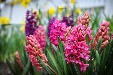 Hyacinthus Flower Seeds - Planting Seeds for Colorful Blooms