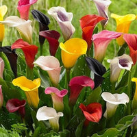Hybrid Calla Lily Mix bulbs for colorful outdoor garden planting.