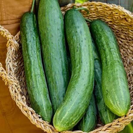Fresh green cucumbers developing on vigorous garden vines.