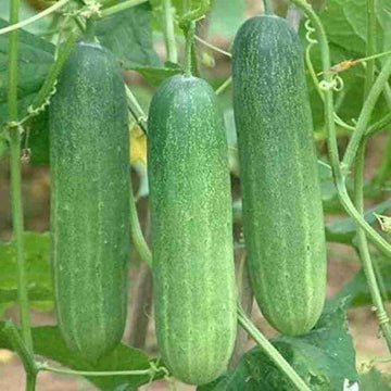 Hybrid cucumber plants growing in a healthy home vegetable garden.