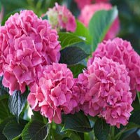 Deep Pink Hydrangea Flower seeds for Planting - Perfect for Borders, Heirloom & GMO Free Seeds for Home Garden