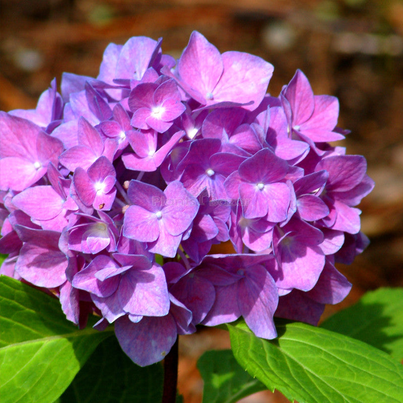 Violet Hydrangea Flower seeds for Planting Bright Blooms Heirloom & GMO Free Seeds for Home Garden
 
 Sale