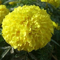 Hybrid Marigold seeds suitable for borders, raised beds, and containers.