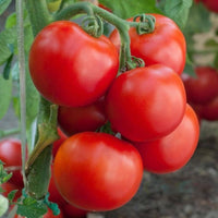 Hybrid tomato plants growing with green and ripe fruits