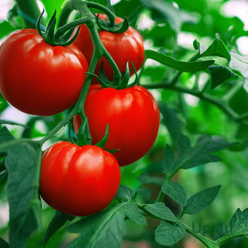Hybrid Tomato seeds for home vegetable garden planting