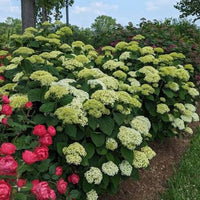 Hydrangea arborescens 'Incrediball' seeds for decorative garden landscapes.