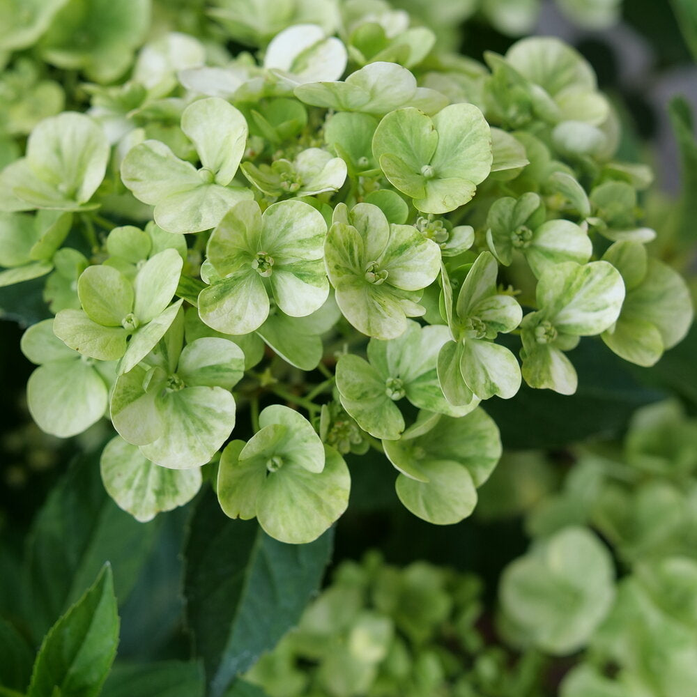 Hydrangea Light Green Flower seeds for Planting - Long Bloom Season, Heirloom & GMO Free Seeds for Home Garden