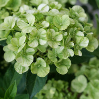 White Green Hydrangea Flower seeds for Planting - Premium Quality, Heirloom & GMO Free Seeds for Home Garden