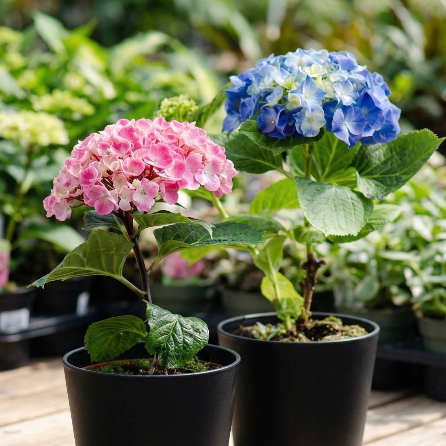 Hydrangea flower seeds for ornamental landscaping and patio gardens.