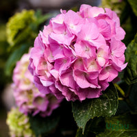 Light Pink Hydrangea Flower seeds for Planting Hardy Variety Heirloom & GMO Free Seeds for Home Garden 
 
 Sale