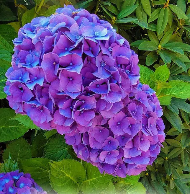 Purple Hydrangea Flower seeds for Planting - Easy to Grow, Heirloom & GMO Free Seeds for Home Garden