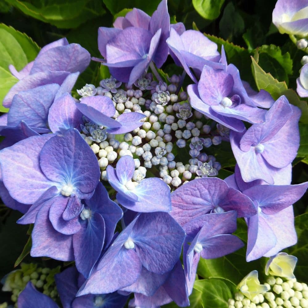 Blue Flowering Hydrangea Teller Plant for Garden Planting