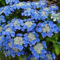 Hydrangea Teller Blue Garden Plant in Bloom