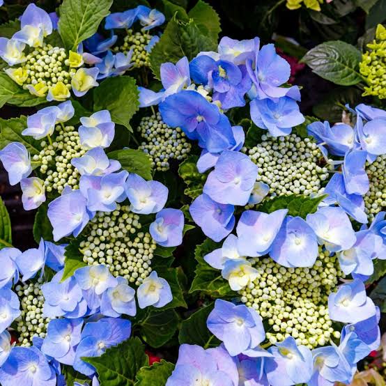 Hydrangea Teller Blue Plant with Blue Flower Clusters