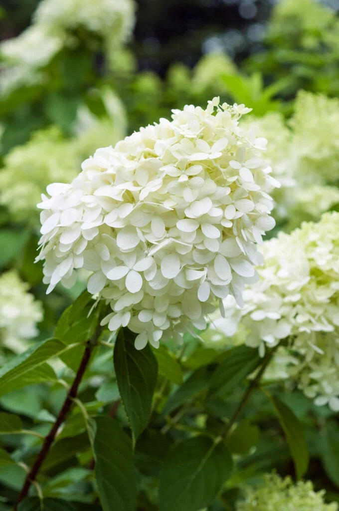 White Hydrangea ornamental flower seeds for decorative landscape planting.