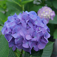 Violet Hydrangea Flower seeds for Planting - Seasonal Bloomer, Heirloom & GMO Free Seeds for Home Garden