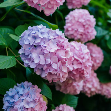Pink Hydrangea Flower seeds for Planting - Cottage Garden Essential, Heirloom & GMO Free Seeds for Home Garden