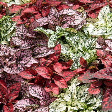 Mix Hypoestes Flower seeds for Planting - Vibrant Colors, Heirloom & GMO Free Seeds for Home Garden