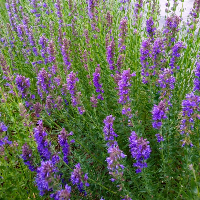 Aromatic Hyssop plants with purple flower spikes growing in a garden