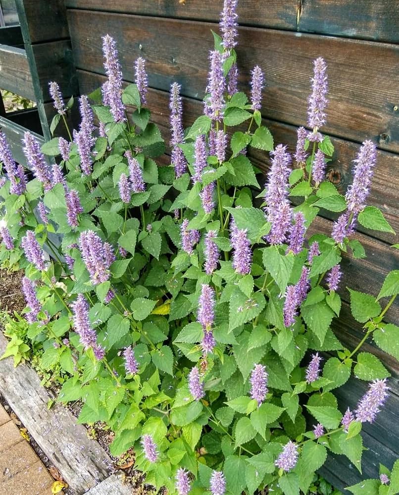 Hyssop herb growing in a home garden with fragrant foliage