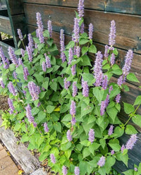 Hyssop herb growing in a home garden with fragrant foliage