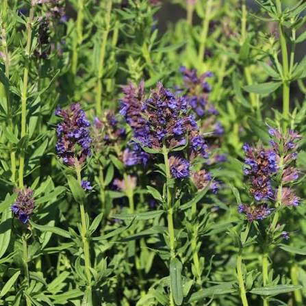 Hyssop seeds for home herb garden planting