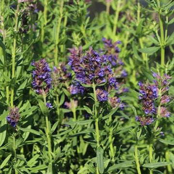 Hyssop seeds for home herb garden planting