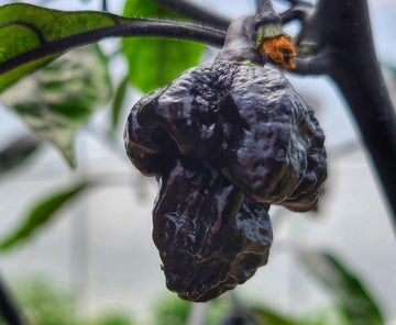 Pink Tiger x Carolina Reaper hybrid pepper seeds for home gardening.
