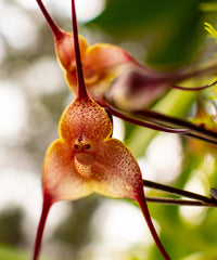 Brown Monkey Orchid Flower seeds for Planting - Cut Flower Favorite, Heirloom & GMO Free Seeds for Home Garden