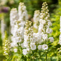 Delphinium Elatum Pink Mix Seeds for Planting Flower Borders Home Garden