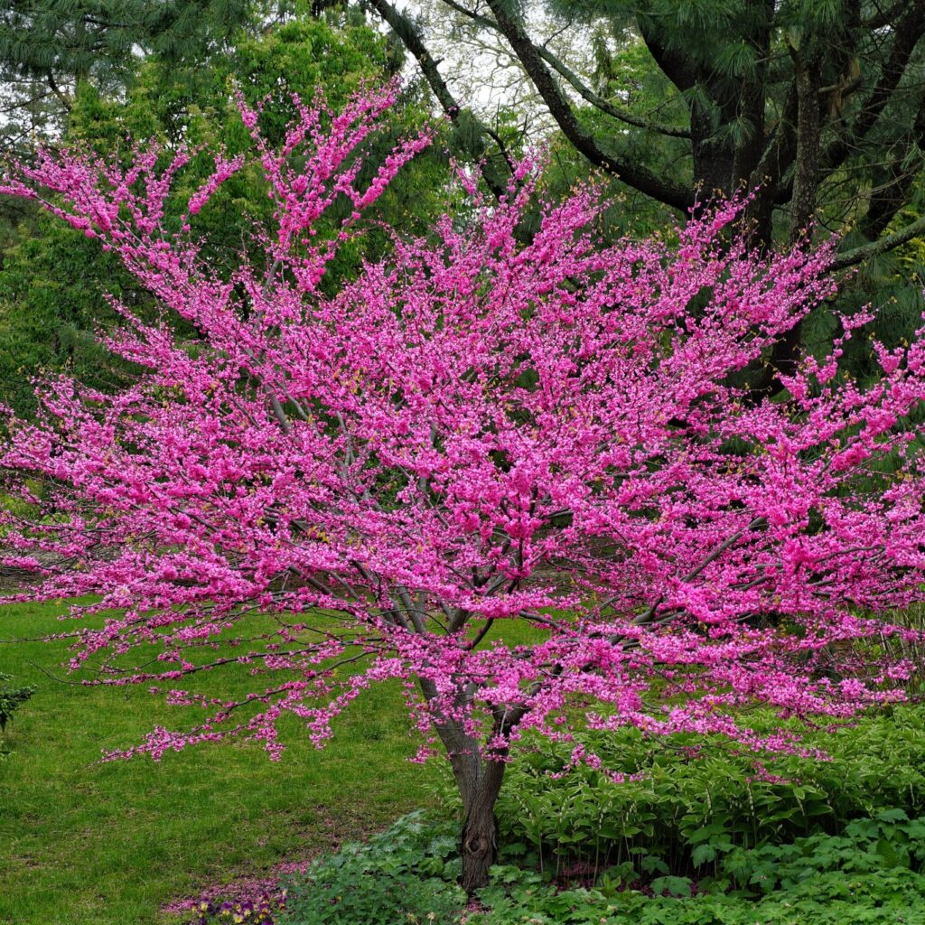 Eastern Judas Tree Seeds (Cercis Canadensis) – Hardy Tree with Beautiful Pink Blooms