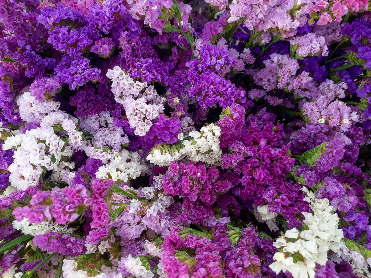Mix Statice Pastel flower seeds for colorful annual garden blooms.