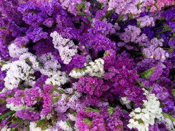 Mix Statice Pastel flower seeds for colorful annual garden blooms.