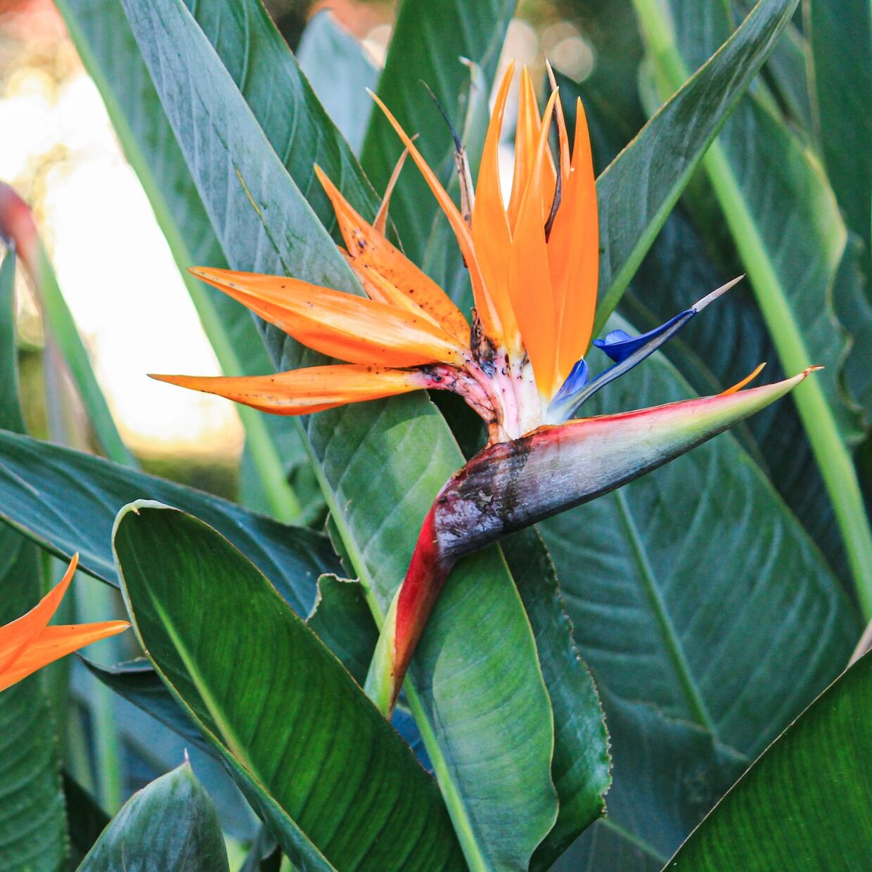 Mixed Strelitzia Flower seeds for Planting - Drought Tolerant, Heirloom & GMO Free Seeds for Home Garden