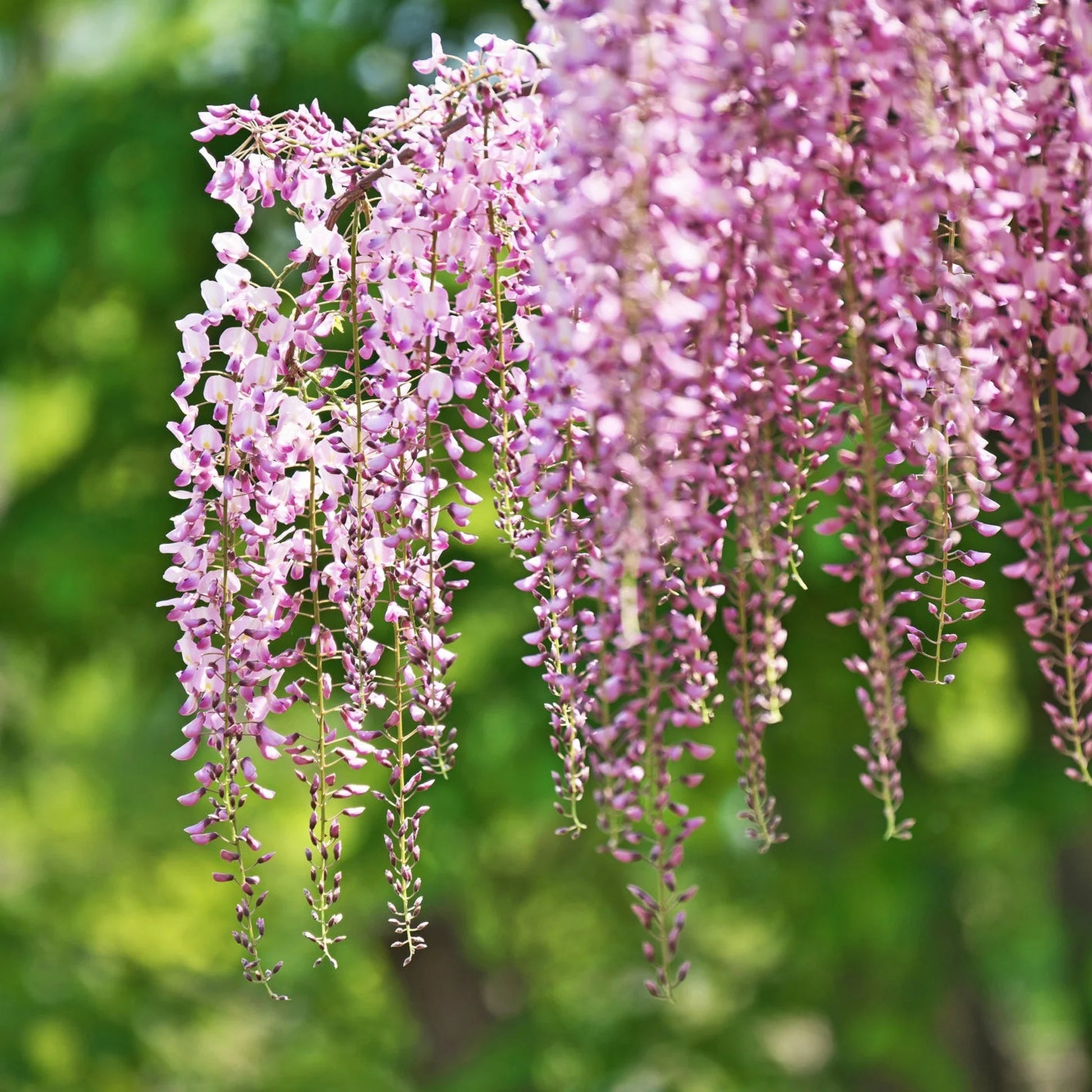 Pink Wisteria Flower seeds for Planting - Bright Blooms, Heirloom & GMO Free Seeds for Home Garden