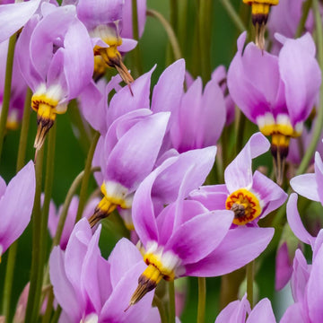Purple Dodecatheon Flower seeds for Planting - Cut Flower Favorite, Heirloom & GMO Free Seeds for Home Garden