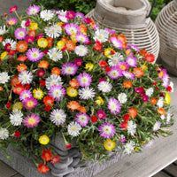 Mixed Ice Plant Flower seeds for Planting - Seasonal Bloomer, Heirloom & GMO Free Seeds for Home Garden