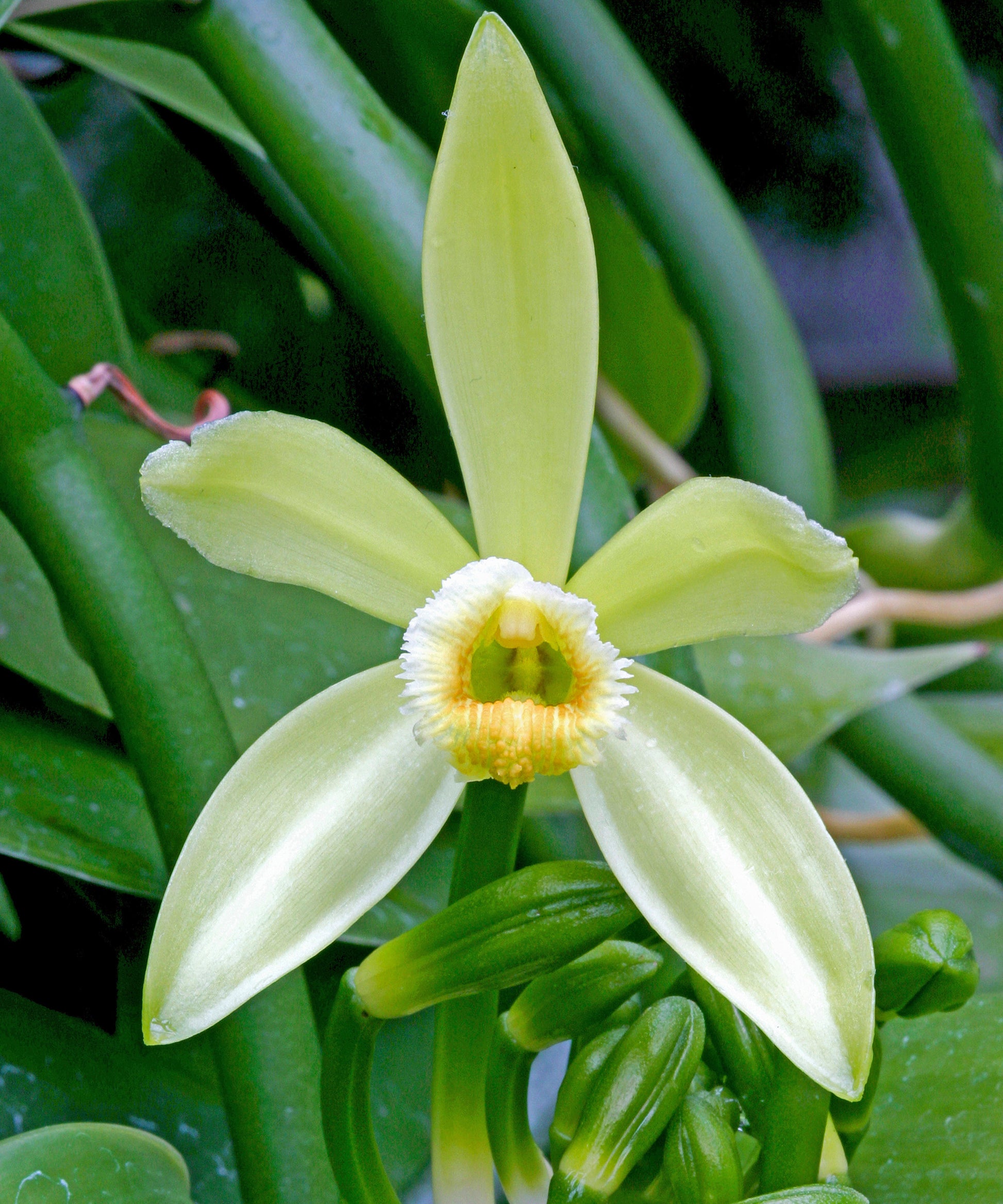 Mixed Orchid Orchidaceae spp Flower Seeds for Planting in Flower Bed