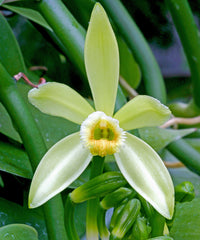 Mixed Orchid Orchidaceae spp Flower Seeds for Planting in Flower Bed