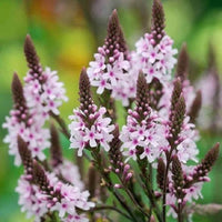 Verbena Rosa Spiers Seeds for Bright Pink Verbena Flowers