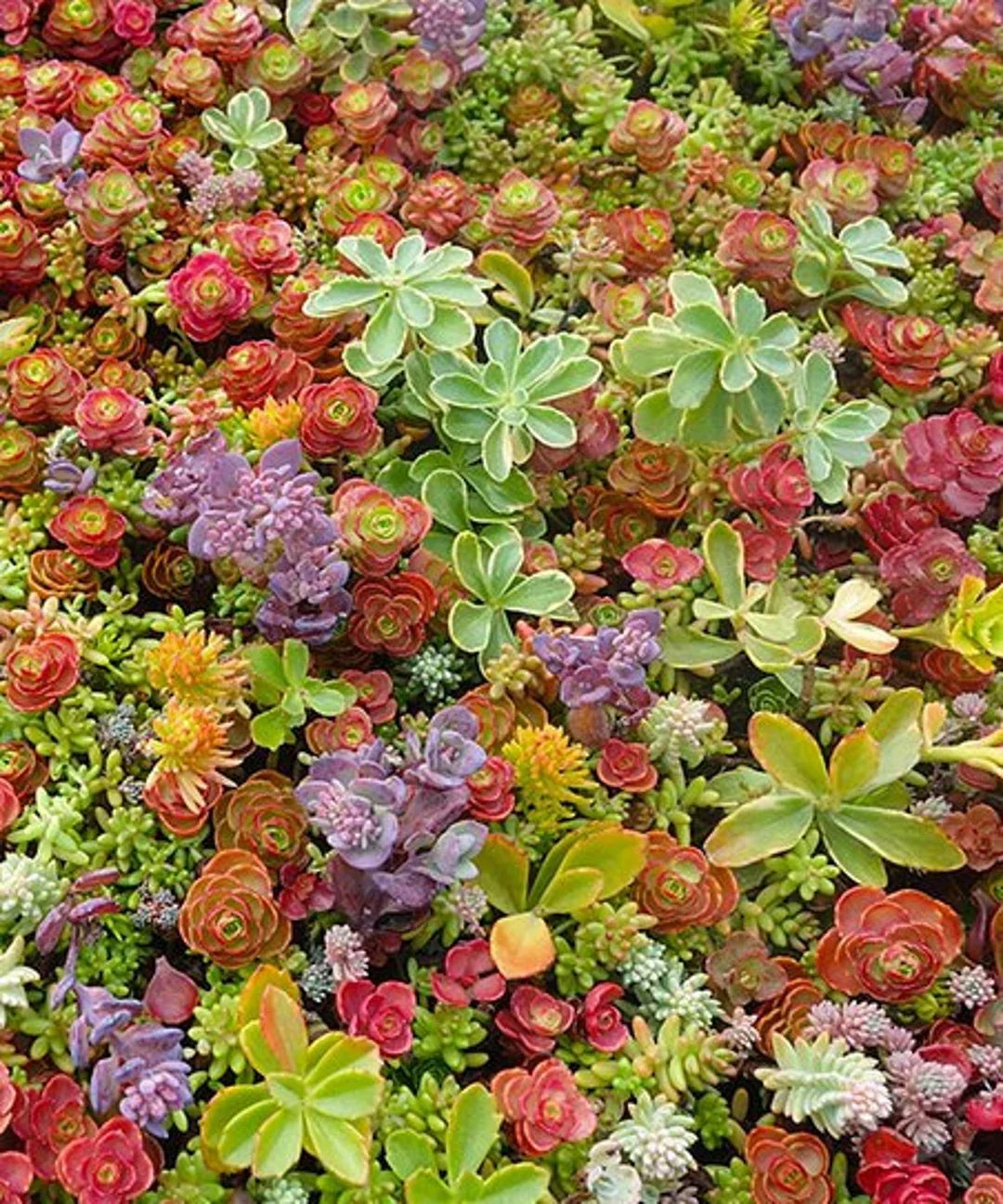 Sedum Mix Seeds for Planting – Heirloom Non-GMO Mixed Color Succulent Seeds for Rock Gardens, Roof Gardens & Container Growing