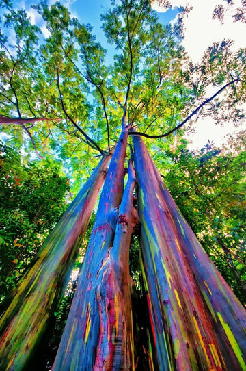 Colorful Rainbow Eucalyptus ornamental tree with vibrant natural bark