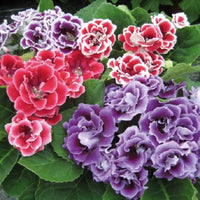 Gloxinia Red and Purple Flower seeds for Planting - Bright Blooms, Heirloom & GMO Free Seeds for Home Garden