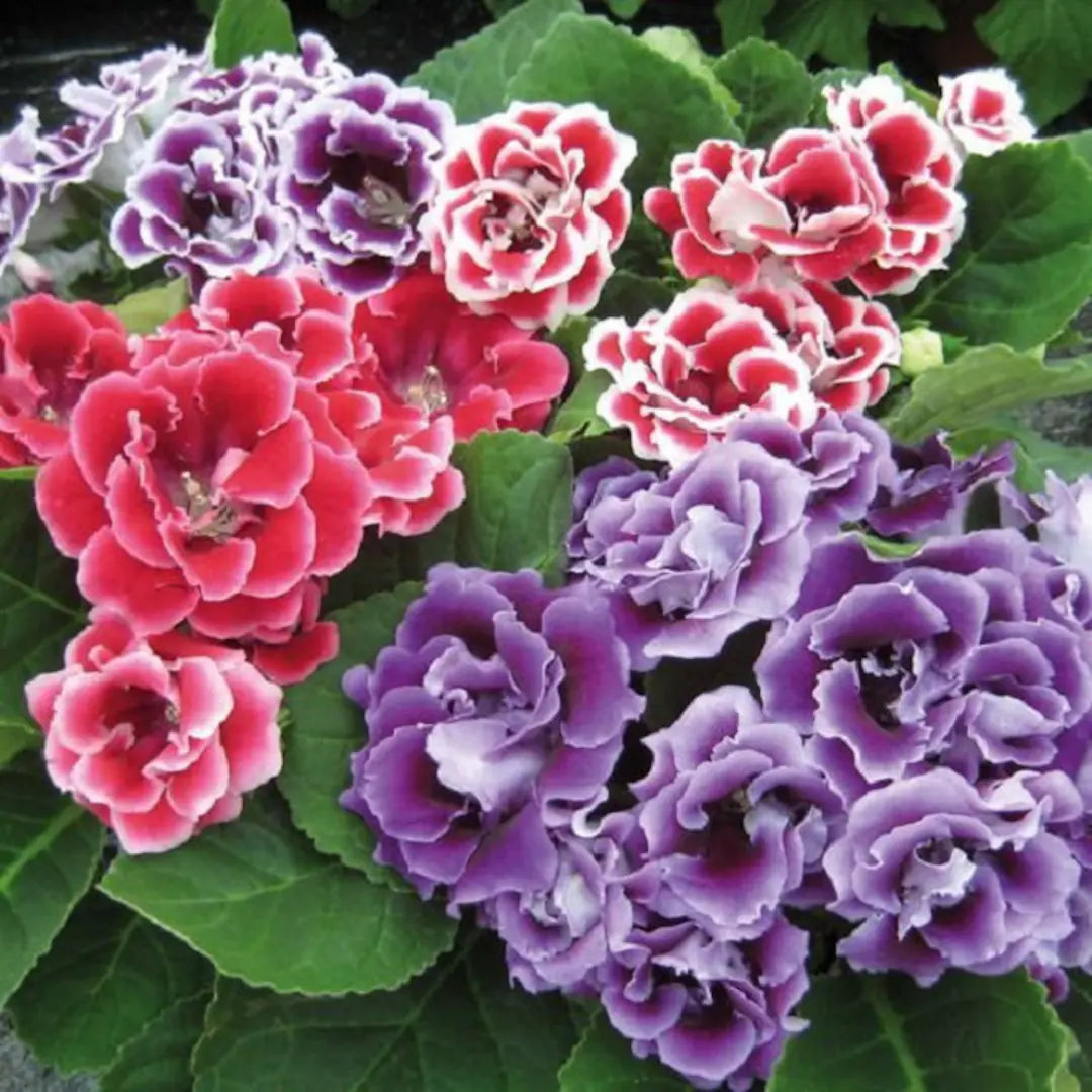 Mixed Pelleted Flower seeds for Planting - Perfect for Borders, Heirloom & GMO Free Seeds for Home Garden