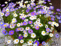 Swan River Daisy plants with colorful daisy-like flowers blooming in a garden bed.
