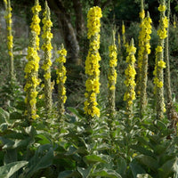 Yellow Woolly Mullein Flower seeds for Planting - Compact Growth, Heirloom & GMO Free Seeds for Home Garden