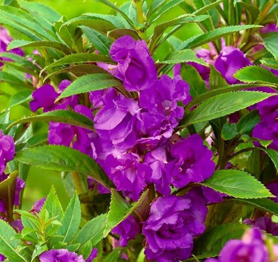 Purple Balsam Flower Seeds Vibrant Colors Heirloom & GMO Free Seeds for Home Garden
 
 Sale