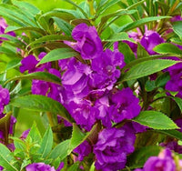 Purple Balsam Flower Seeds Vibrant Colors Heirloom & GMO Free Seeds for Home Garden
 
 Sale