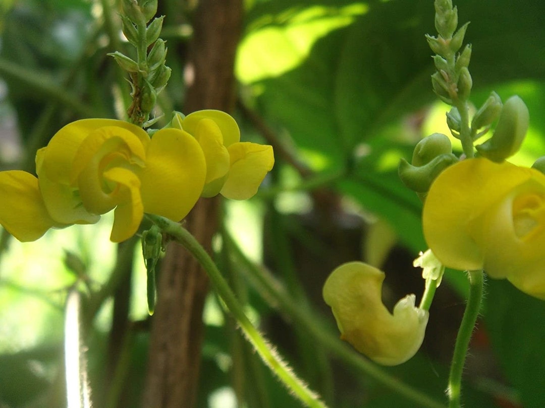 Dolichos Biflorus Flower seeds for Planting - Pollinator Friendly, Heirloom & GMO Free Seeds for Home Garden
 
 Sale for planting in home garden.
